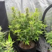 First autogrow