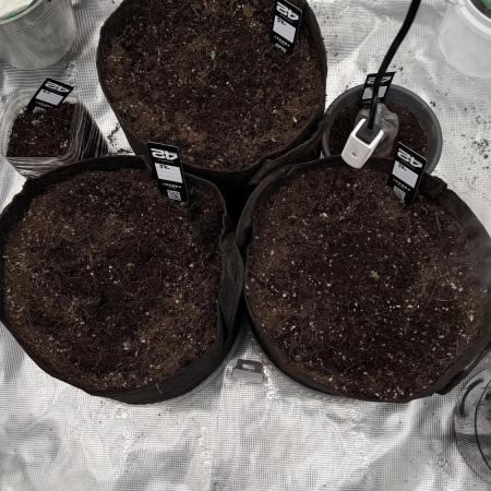 First autogrow