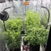 First autogrow