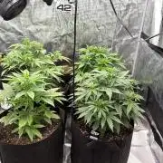 First autogrow