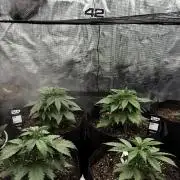 First autogrow