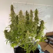 First autogrow