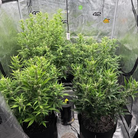 First autogrow