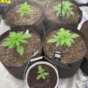 First autogrow