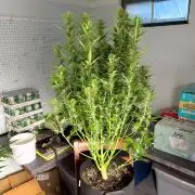First autogrow