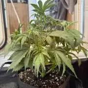 Strawberry banana Auto