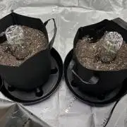 Grow 2