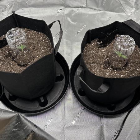Grow 2