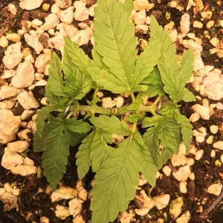 Hawaii Maui Waui bonsai 1Gal