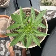 Oh look, an empty pot!