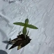 EarthBox BuildASoil 3.0 Outdoors