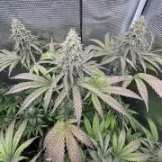 Grape balls