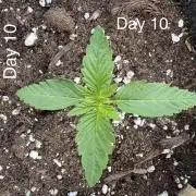 First grow - RQS