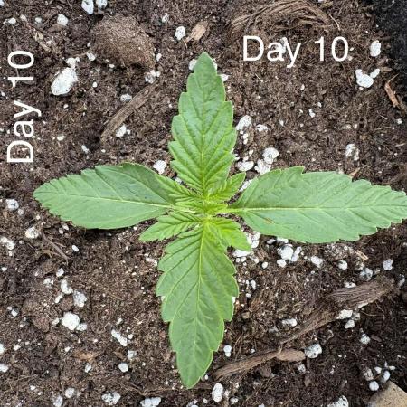 First grow - RQS