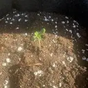 First grow - RQS