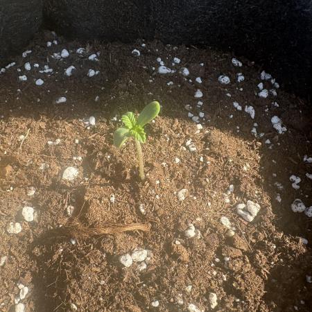 First grow - RQS
