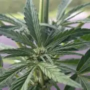 First grow - RQS