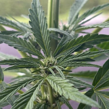 First grow - RQS