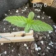 First grow - RQS