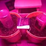 Royal Gorilla Auto LED