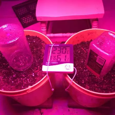 Royal Gorilla Auto LED