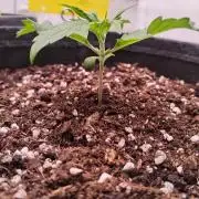 Gorilla zkittelz/cookies