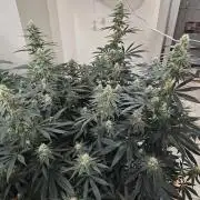 Miracle Grow Soil Indoor