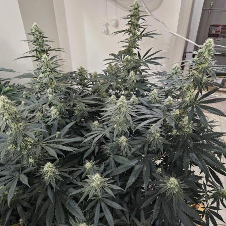 Miracle Grow Soil Indoor