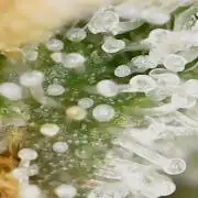 Miracle Grow Soil Indoor