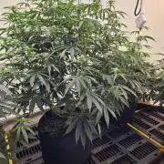 Miracle Grow Soil Indoor