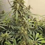 Miracle Grow Soil Indoor