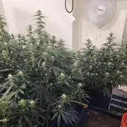 Miracle Grow Soil Indoor