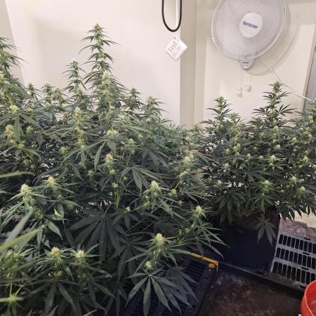 Miracle Grow Soil Indoor