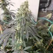 Miracle Grow Soil Indoor