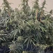 Miracle Grow Soil Indoor
