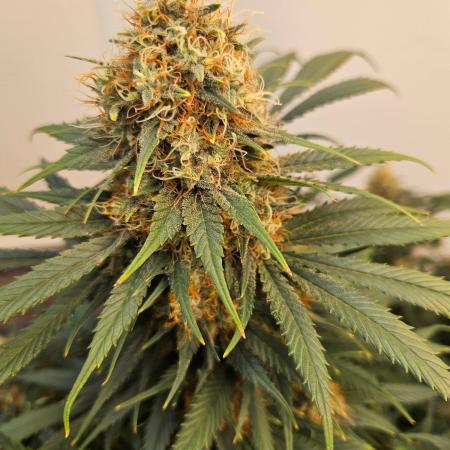 Miracle Grow Soil Indoor