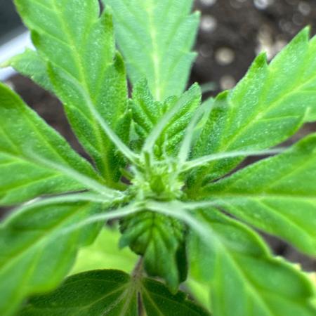 Gorill Cake Auto
