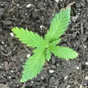 Gorill Cake Auto