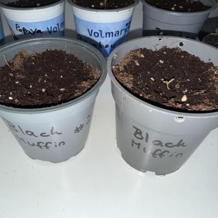 Sweet Seeds Monster Mainlining