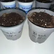 Sweet Seeds Monster Mainlining