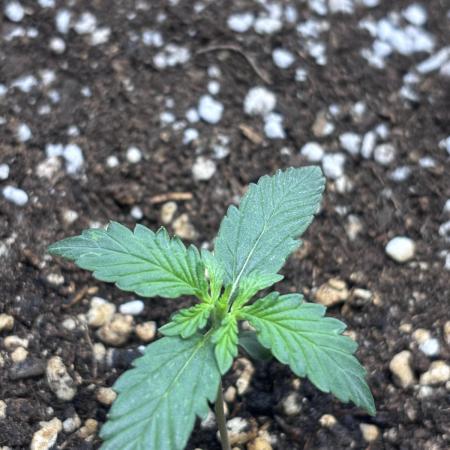 Medusas Harvest Diary