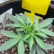 Medusas Harvest Diary