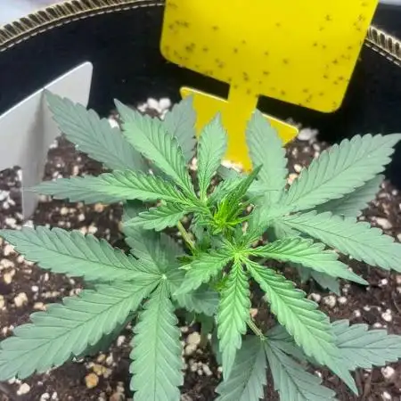 Medusas Harvest Diary