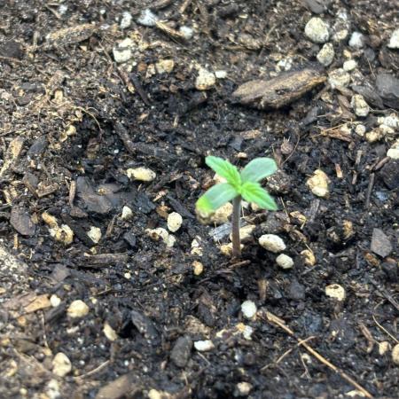 Medusas Harvest Diary