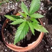 +speed auto devil outdoor UK
