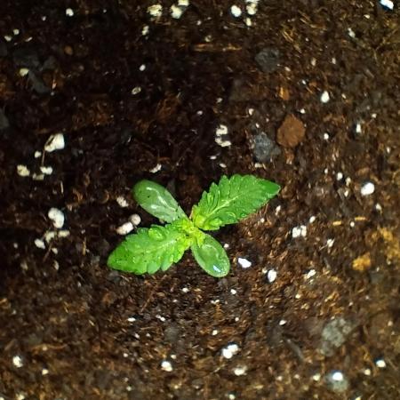 Fasto GMO f1 auto