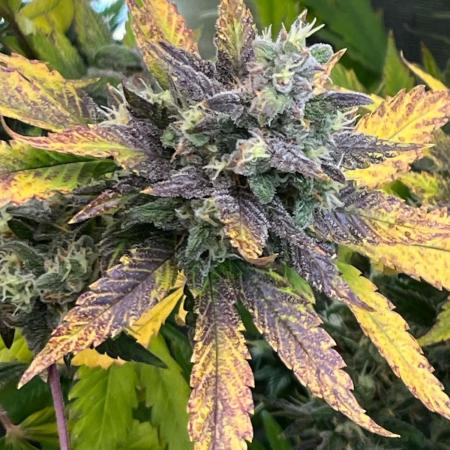 fastbuds hydroponic dwc