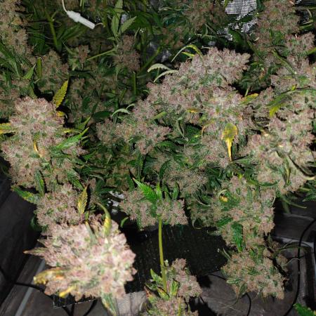 fastbuds hydroponic dwc