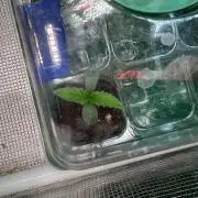 fastbuds strawberry gorilla RF3 dwc