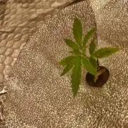 gelato auto dwc